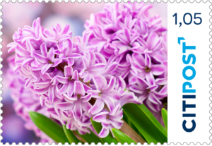 "Hyanzinthe" 10x1,05€