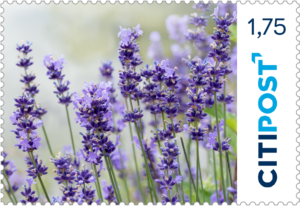 "Lavendel" 10x1,75€