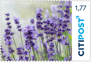 "Lavendel" 10x1,77€